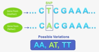 Gene Sequence Variation Snp - Snp Genetics