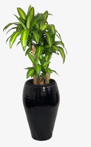 Home>loja>plantas Naturais Ornamentadas>plantas De - Houseplant