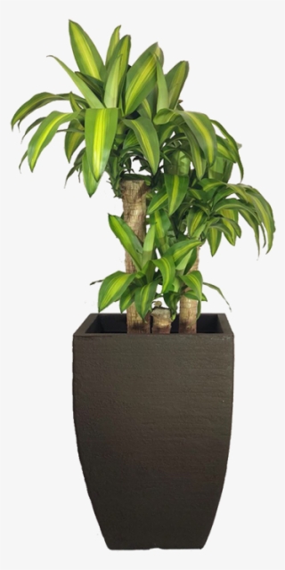 Home>loja>plantas Naturais Ornamentadas>plantas De - Flowerpot