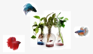 ¿qué Condiciones Necesita Agua - Houseplant