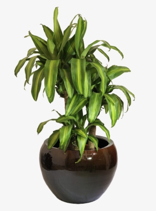 Home>loja>plantas Naturais Ornamentadas>plantas De - Flowerpot