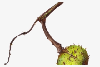 Fruit