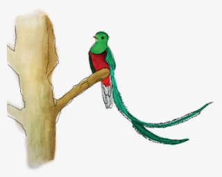 across time and cultures, the resplendent quetzal has - illustration