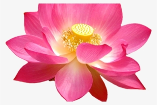 Lotus Flower Tumblr Background 10773 Interiordesign