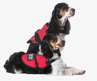 Service Dogs - Landing Page Pet