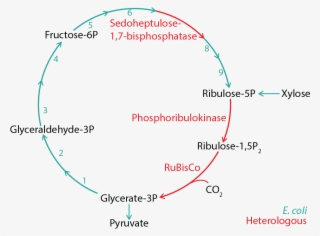 Schematic Representation Of The Calvin Cylce - Calvin Cycle Fructose 6 Phosphate