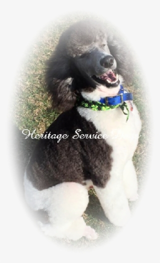 Kito Was Placed In Oregon To Work As A Medical Alert - Standard Poodle