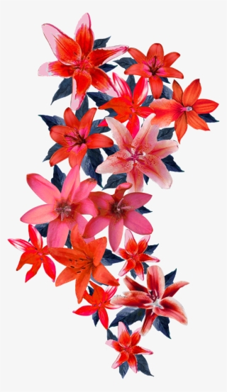 Vector,flower,vector Art,flower Vector,vector Flower - Fire-star Orchid