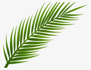 Drawn Palm Tree Leaf - Palm Leaf Png Free
