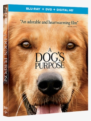 Enter To Win A Dog's Purpose On Blu-ray - Dog's Purpose 2017 Bluray