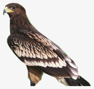 Greater Spotted Eagle T - Golden Eagle