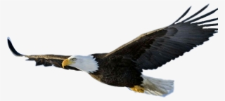 Largest Collection Of Free To Edit Eagle💕😏@guli Xci - Eagle Png Transparent