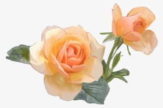 Yellow Rose Flower Commercial Png And Psd - Garden Roses