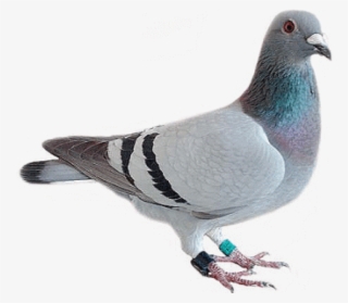 Free Png Download Pigeon Looking Png Images Background - Pigeon Syndrome Meme