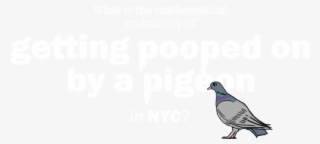 What Is The Mathematical Probability Of Getting Pooped - Pigeons Doing Math