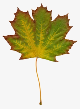 Leaves Nature Autumn Clipart 1072563 - Liście Clipart