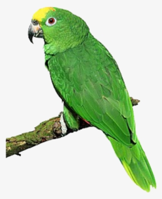 Parrot Birds Clip Art