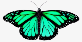 Butterfly - Monarch Butterfly Drawing