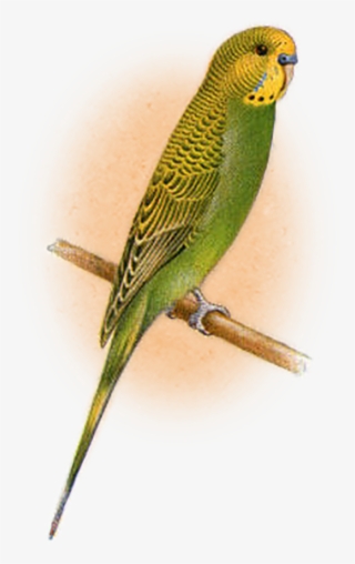Lancashire Canaries