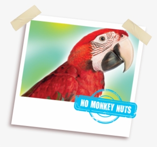 With No Monkey Nuts - Macaw