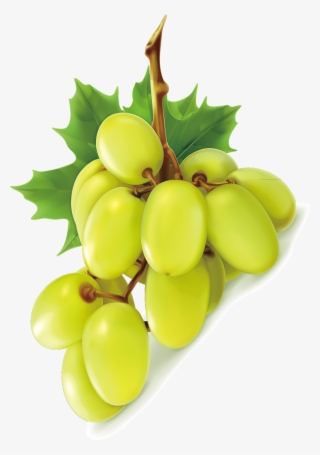 Green Grapes- Grape Png Image & Grape Clip Art - Uva Verde Sin Semilla
