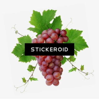 Red Grape Png With - Red Grapes