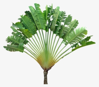 Travellers Palm, Ravenala Madagaskariensis - Cut Out Tropical Plants