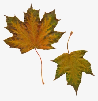 Leaves,yellow Leaves,nature,clipart, - Leaf