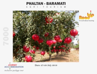 Phaltan Baramati Agritourism - Pomegranate Plant