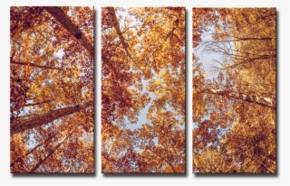Seegart 3 Panels Fall Autumn Gold Yellow Leaf Picture - Background In Brown Colour Tree