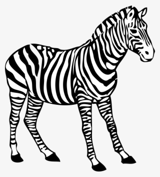 Zebra Clipart Black And White - Colouring Picture Of Zebra