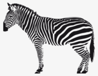 Zebra Png Transparent Images - Black And White Zebra Silhouette