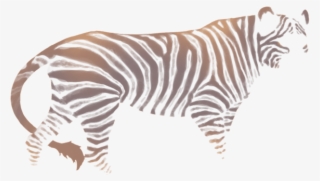 Hellebore-zebra - Zebra