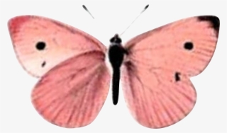 Borboleta Rosa Butterfly, Beauty, Pink Butterfly, Roses, - Short-tailed Blue