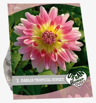7270 Dahlia Tropical Sunset Per 1 Urban Flowers - Dahlia