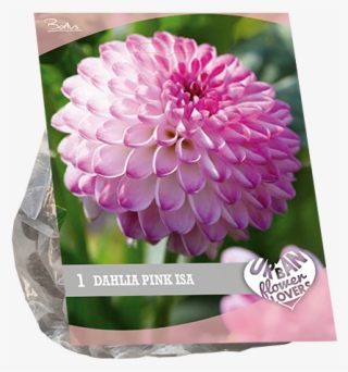7190 Dahlia Pink Isa Per 1 Urban Flowers - Dahlia