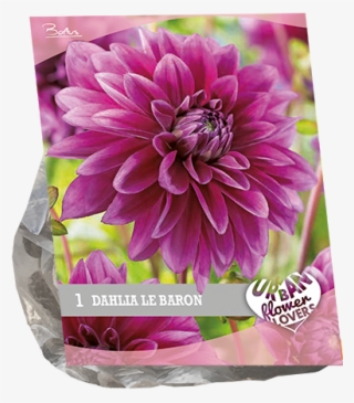 7120 Dahlia Le Baron Per 1 Urban Flowers - Dahlia