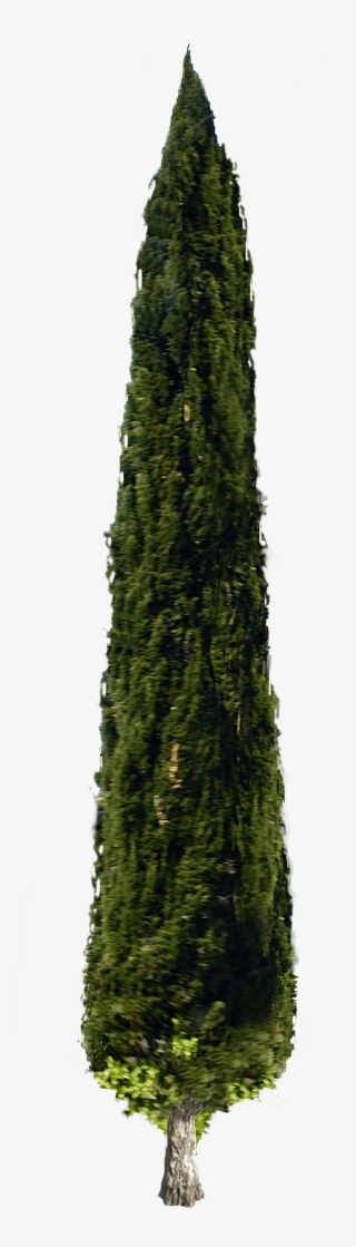 Italian Cypress Cypress Png