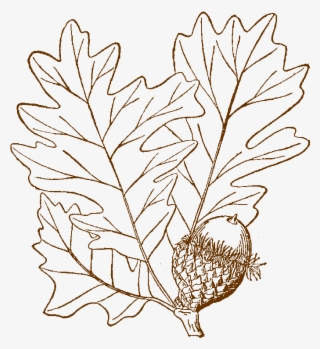 Bur Oak Logo - Line Art Transparent PNG - 700x800 - Free Download on ...