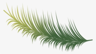 Free Png Download Coconut Leaves Vector Png Images - Illustration