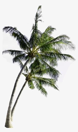 Coconut Computer Tree File Free Transparent Image Hd - Coconut Tree Png Image Free