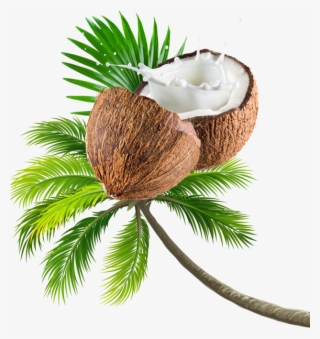 Coconut Tree Transparent Image - Coconut Milk Png