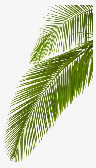 Leaf Photography Royalty-free Arecaceae Palm Branch - Palm Tree Leave