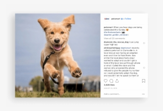 Petsmart Instagram - Companion Dog