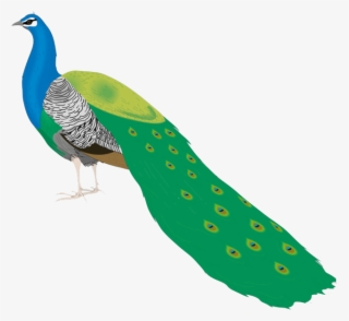 Beautiful Peacock Images For Drawing