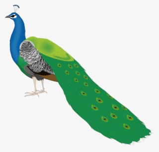 Bird 55 Free Vector - Beautiful Peacock Images For Drawing