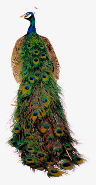 Фотки Peacock Theme, Peacock Art, Birds, Image, Peacocks, - Peafowl