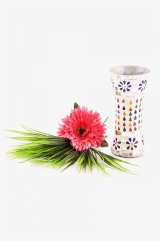Barberton Daisy