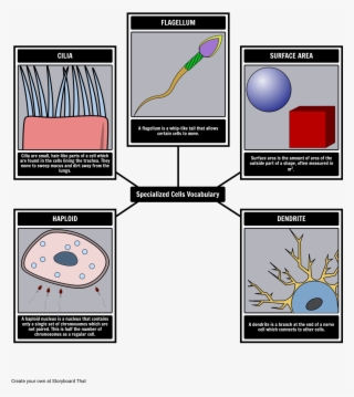 Function Animal Cell Diagram Pearson - امثلة على مهارة اتخاذ القرار