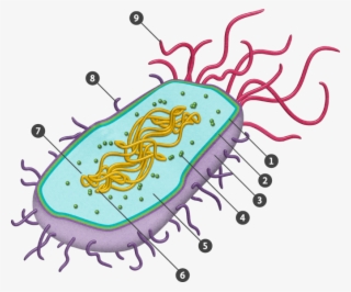 All The Small Things - Prokaryotic Cell Png